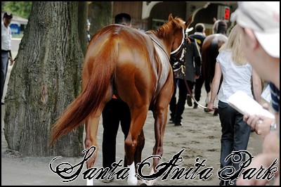 //santa-anita.gportal.hu/portal/santa-anita/image/gallery/1243974558_43.jpg